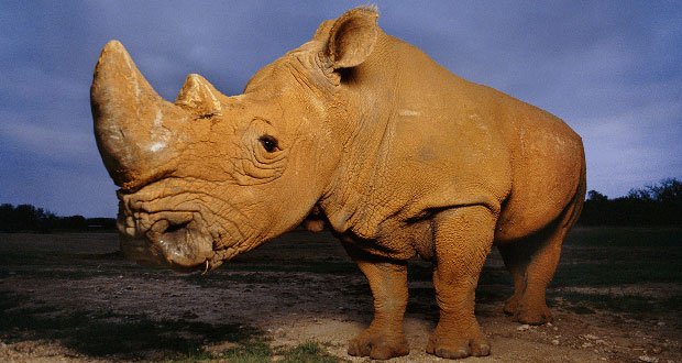 Rhino-Saving Tech Also Could Protect Kids and Borders