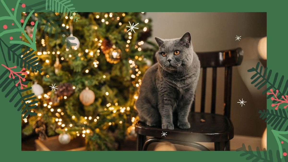 How to cat-proof your Christmas tree, according to experts |