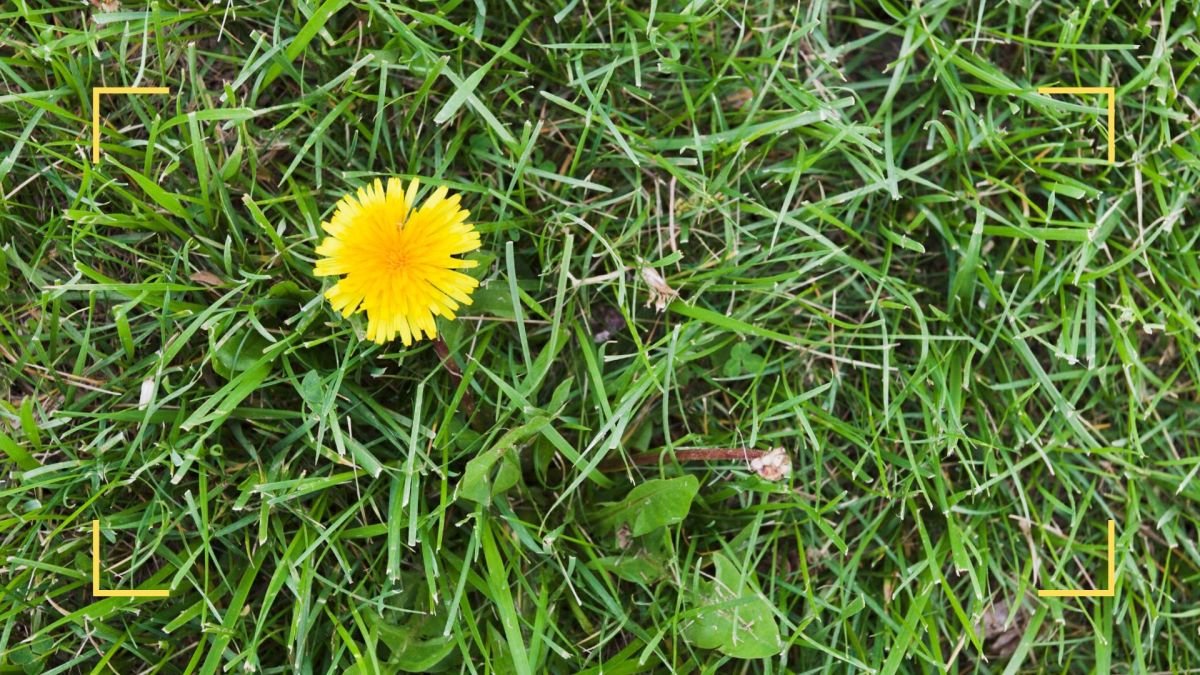 How to get rid of weeds in your grass without ruining the lawn