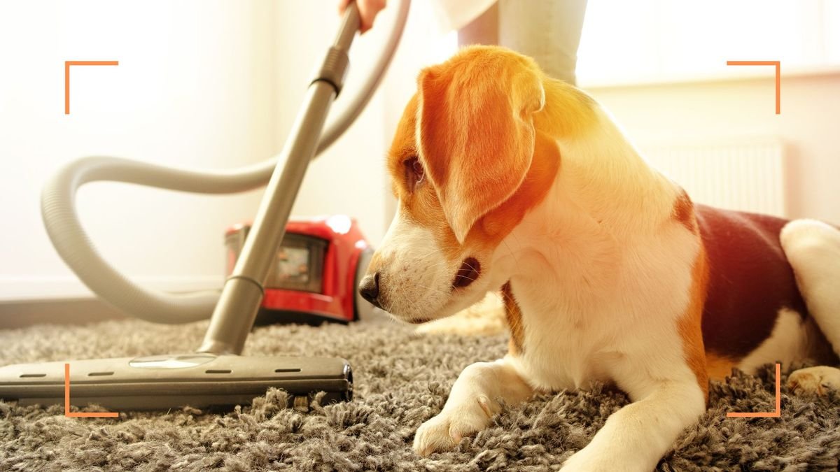 Experts reveal how to get rid of fleas in the house fast