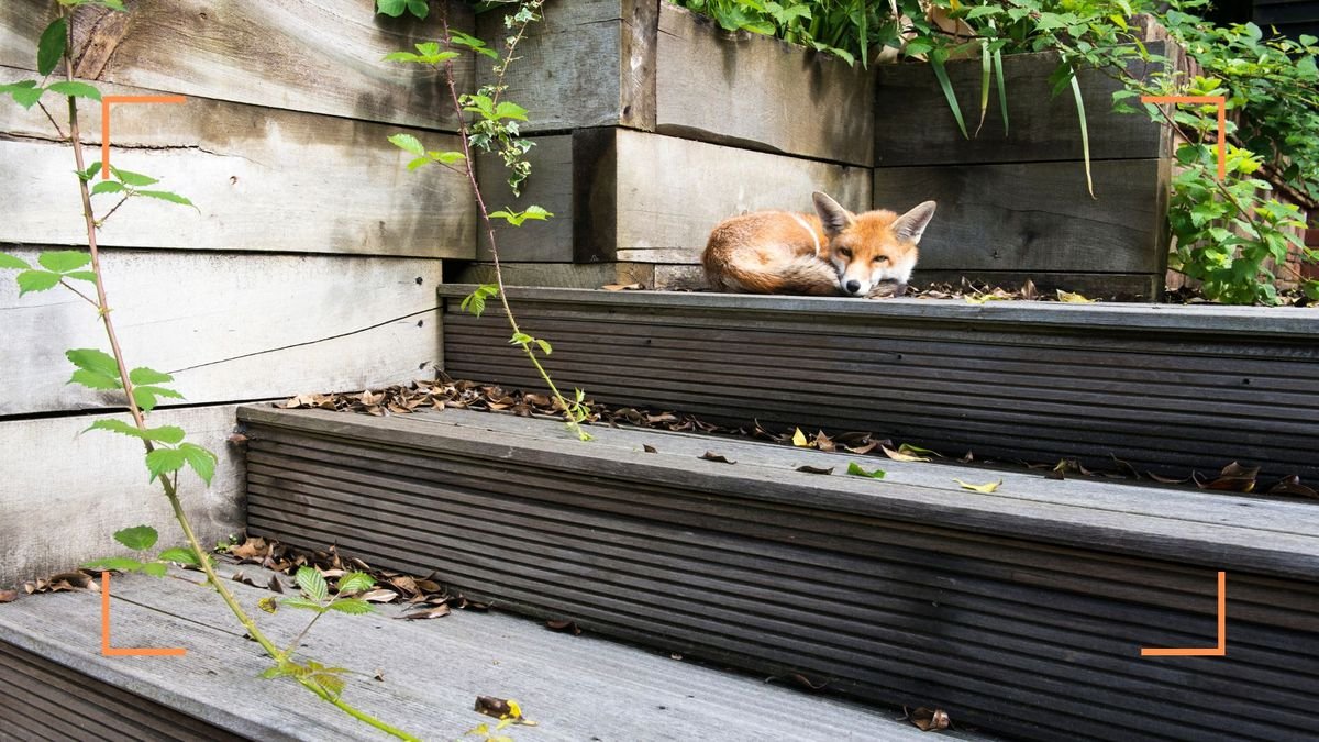 Experts reveal how to stop foxes coming in your garden