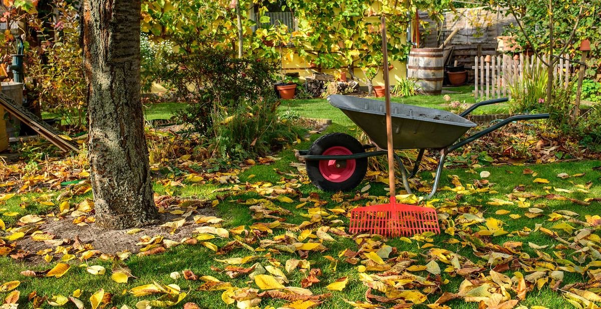 Why sowing grass seed in autumn means a better lawn in spring