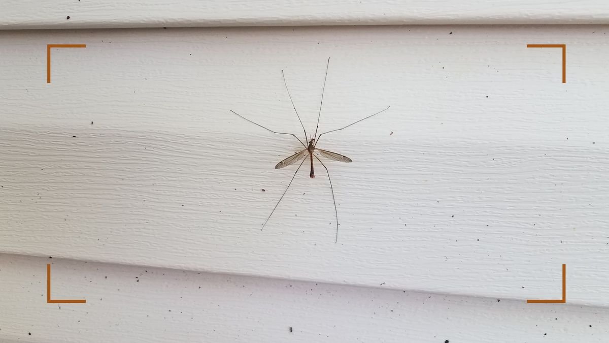 How to stop daddy long-legs coming in your house