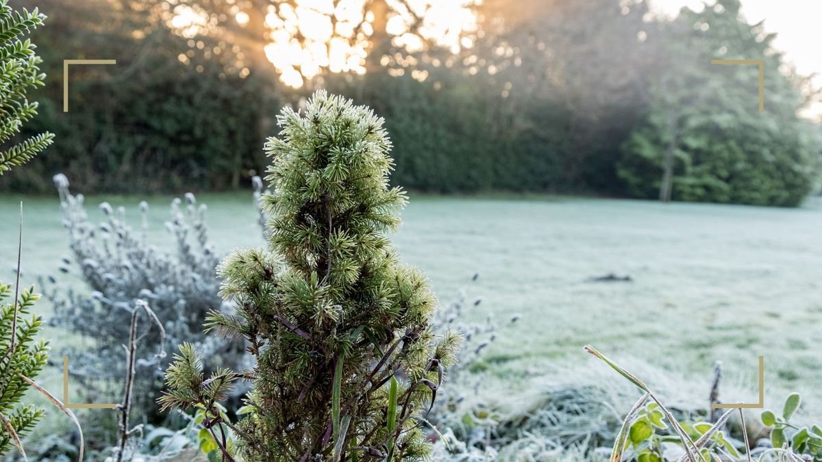 8 expert tips on how to protect plants from frost in winter