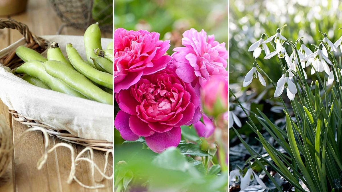 What to plant in February: 8 varieties, plus expert tips