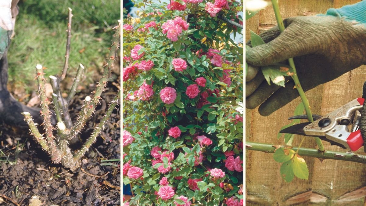 An expert guide on how to prune roses to maximise blooming