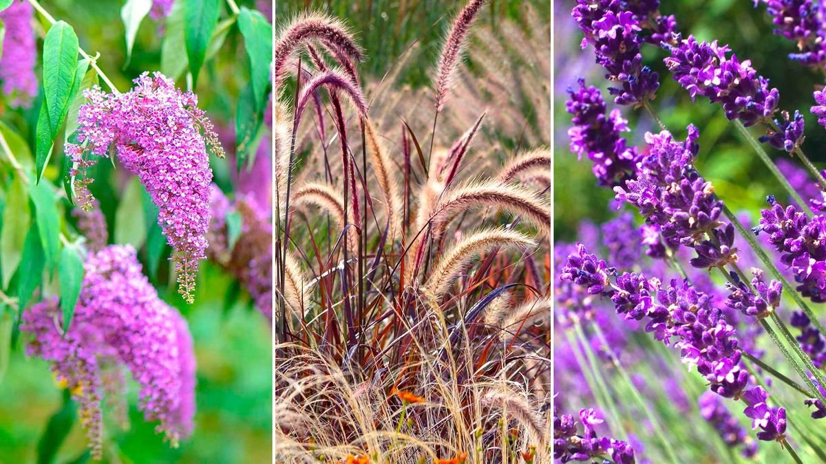 Plants to prune in February: 8 varieties, plus expert advice