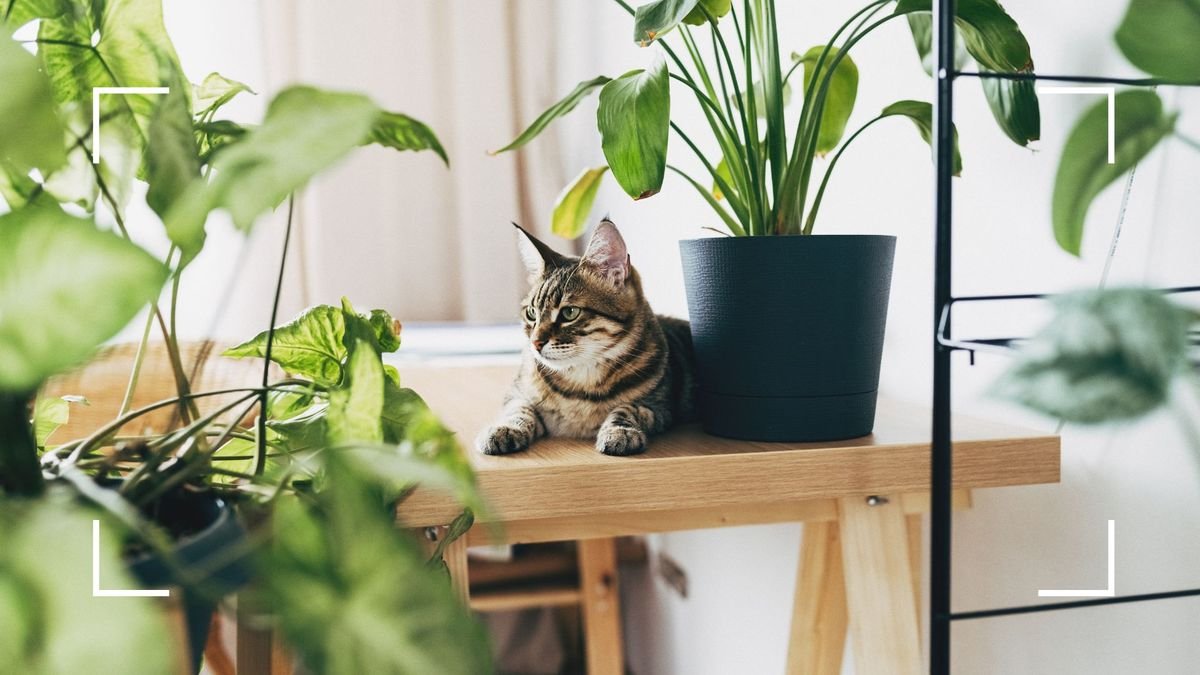 5 common houseplants that are toxic to cats: what to avoid