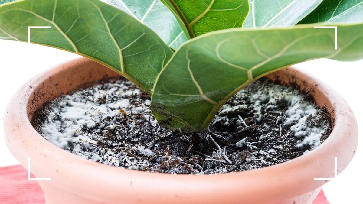 Why does my plant have mould on the soil? Experts explain