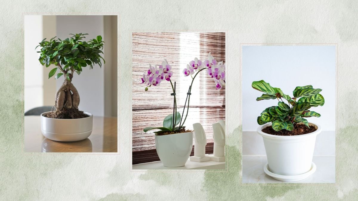 Top 5 hardest houseplants to keep alive according to experts