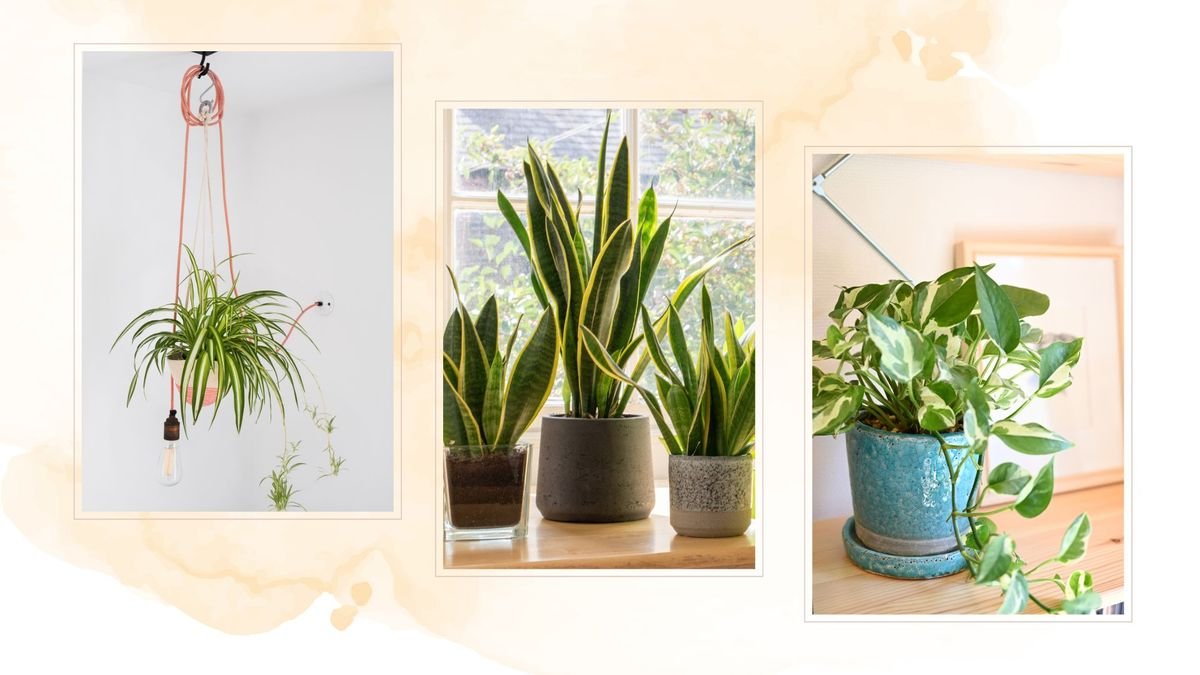 5 easy houseplants to keep alive with minimal effort