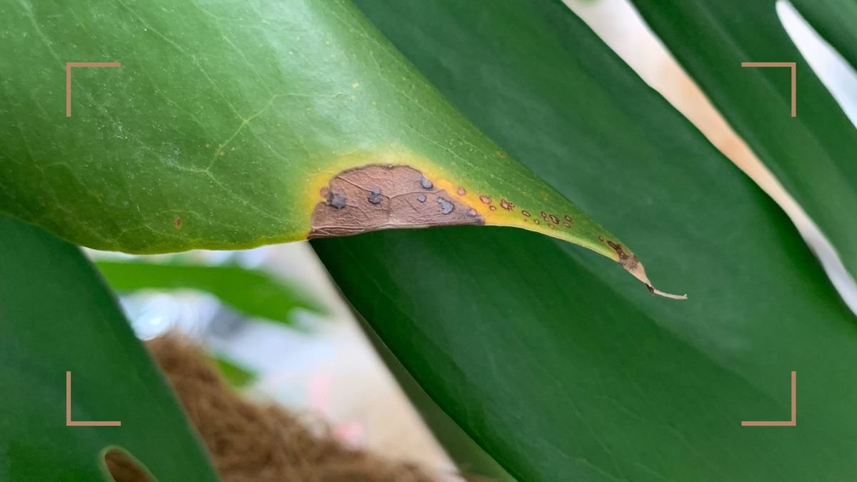 Why are my monstera tips turning brown? Expert advice