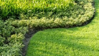 grass border with shrub beds