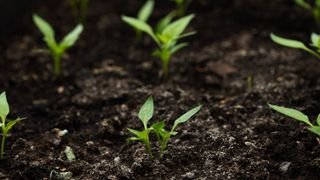 picture of seedlings in outdoor soil bed