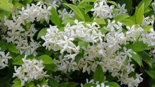 star jasmine flowers