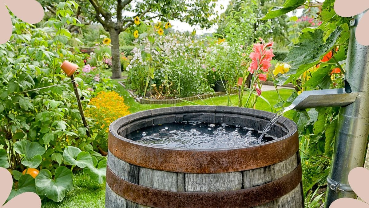 Rainwater Harvesting: 5 easy ways to improve gardens