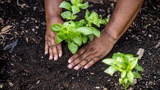 woman planting a plant in outdoor soil